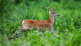 Eld s Deer At The Bangxi Provincial Nature Reserve - China