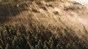 Saihanba National Forest Park Scenery - China