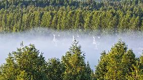 Saihanba National Forest Park Scenery - China