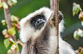 Himalayan Langurs - China