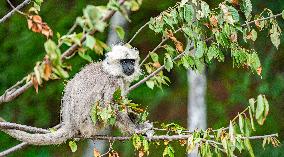 Himalayan Langurs - China