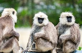 Himalayan Langurs - China
