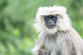 Himalayan Langurs - China