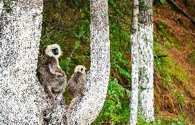 Himalayan Langurs - China