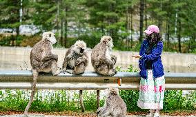 Himalayan Langurs - China