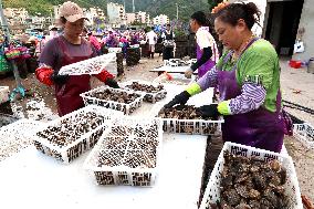 The Hometown of Abalone in China