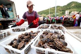 The Hometown of Abalone in China