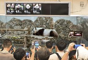 Giant panda at Adventure World