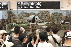 Giant panda at Adventure World