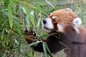 Red panda at zoo in central Japan