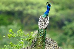 Peacock During the Monsoon Rain - India
