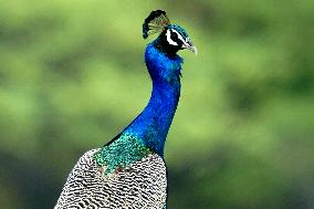 Peacock During the Monsoon Rain - India