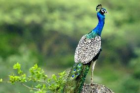 Peacock During the Monsoon Rain - India