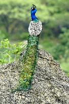 Peacock During the Monsoon Rain - India