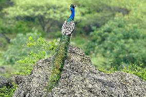 Peacock During the Monsoon Rain - India