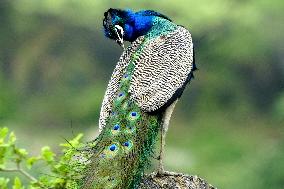 Peacock During the Monsoon Rain - India