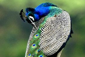 Peacock During the Monsoon Rain - India