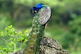 Peacock During the Monsoon Rain - India
