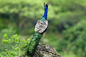 Peacock During the Monsoon Rain - India