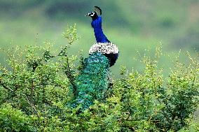 Peacock During the Monsoon Rain - India