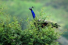 Peacock During the Monsoon Rain - India