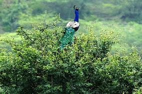 Peacock During the Monsoon Rain - India
