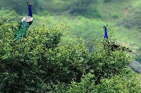 Peacock During the Monsoon Rain - India