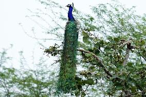 Peacock During the Monsoon Rain - India