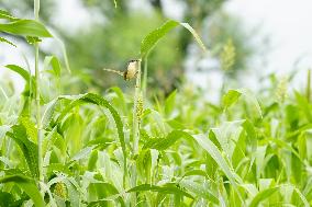Small Song Bird of India - Ajmer