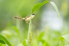 Small Song Bird of India - Ajmer