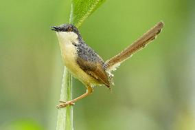 Small Song Bird of India - Ajmer