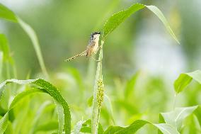 Small Song Bird of India - Ajmer
