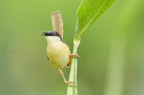 Small Song Bird of India - Ajmer