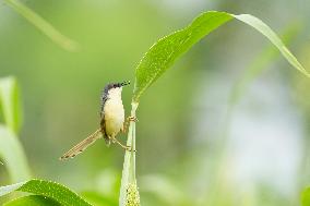 Small Song Bird of India - Ajmer