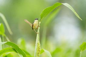 Small Song Bird of India - Ajmer
