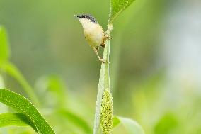 Small Song Bird of India - Ajmer