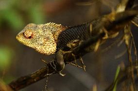 Chameleon Is Seen During Monsoon Rain - India