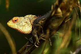 Chameleon Is Seen During Monsoon Rain - India