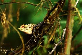 Chameleon Is Seen During Monsoon Rain - India