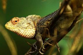 Chameleon Is Seen During Monsoon Rain - India