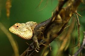 Chameleon Is Seen During Monsoon Rain - India
