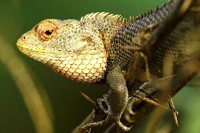 Chameleon Is Seen During Monsoon Rain - India