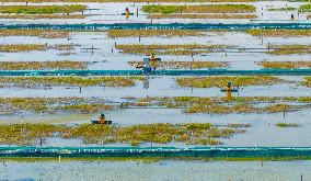 Intelligent Crab Farming Industry