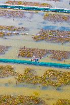 Intelligent Crab Farming Industry