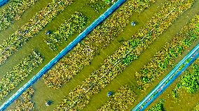 Intelligent Crab Farming Industry