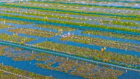 Intelligent Crab Farming Industry
