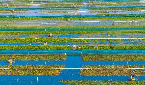 Intelligent Crab Farming Industry