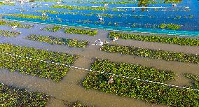 Intelligent Crab Farming Industry