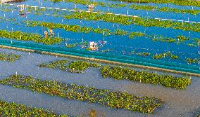 Intelligent Crab Farming Industry