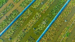 Intelligent Crab Farming Industry